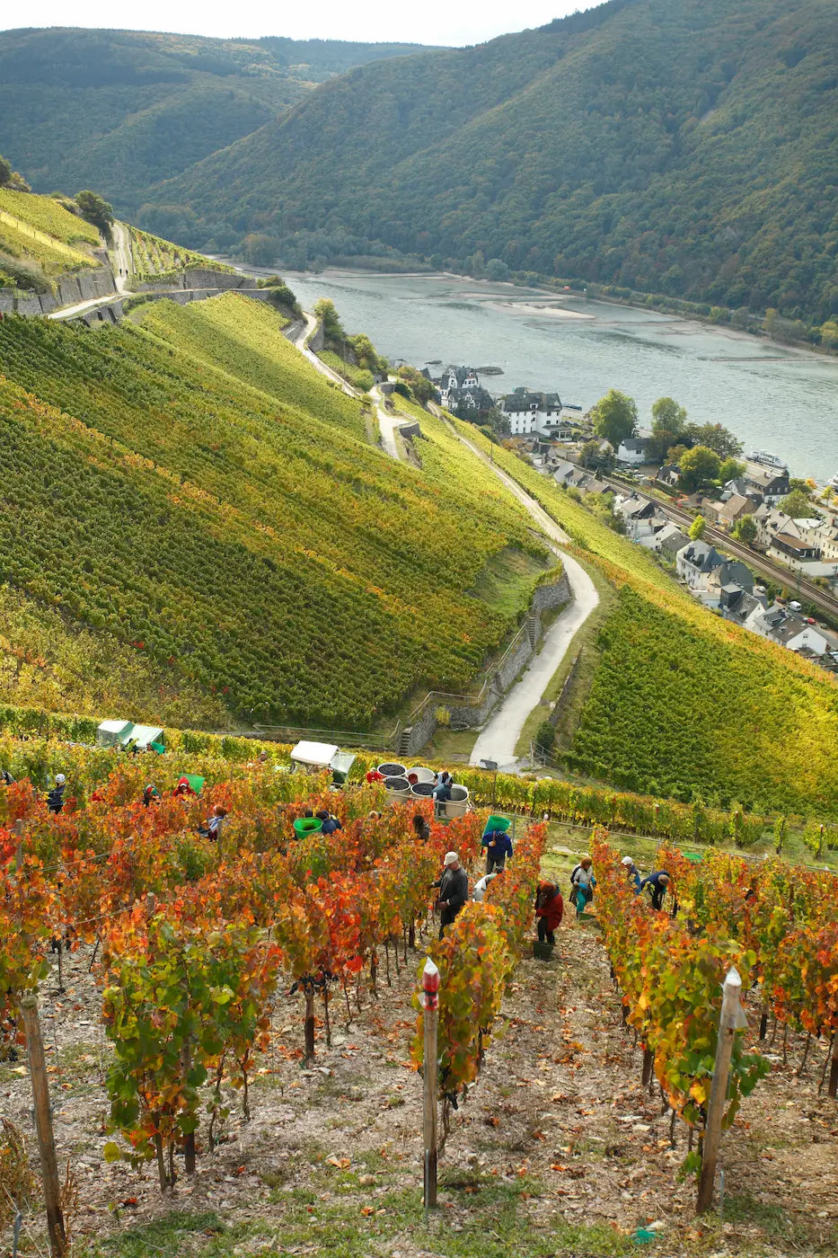 Blick vom Assmannshäuser Höllenberg über die Rebberge im Rheingau mit Assmannshausen im Tal und im Hintergrund der Rhein.