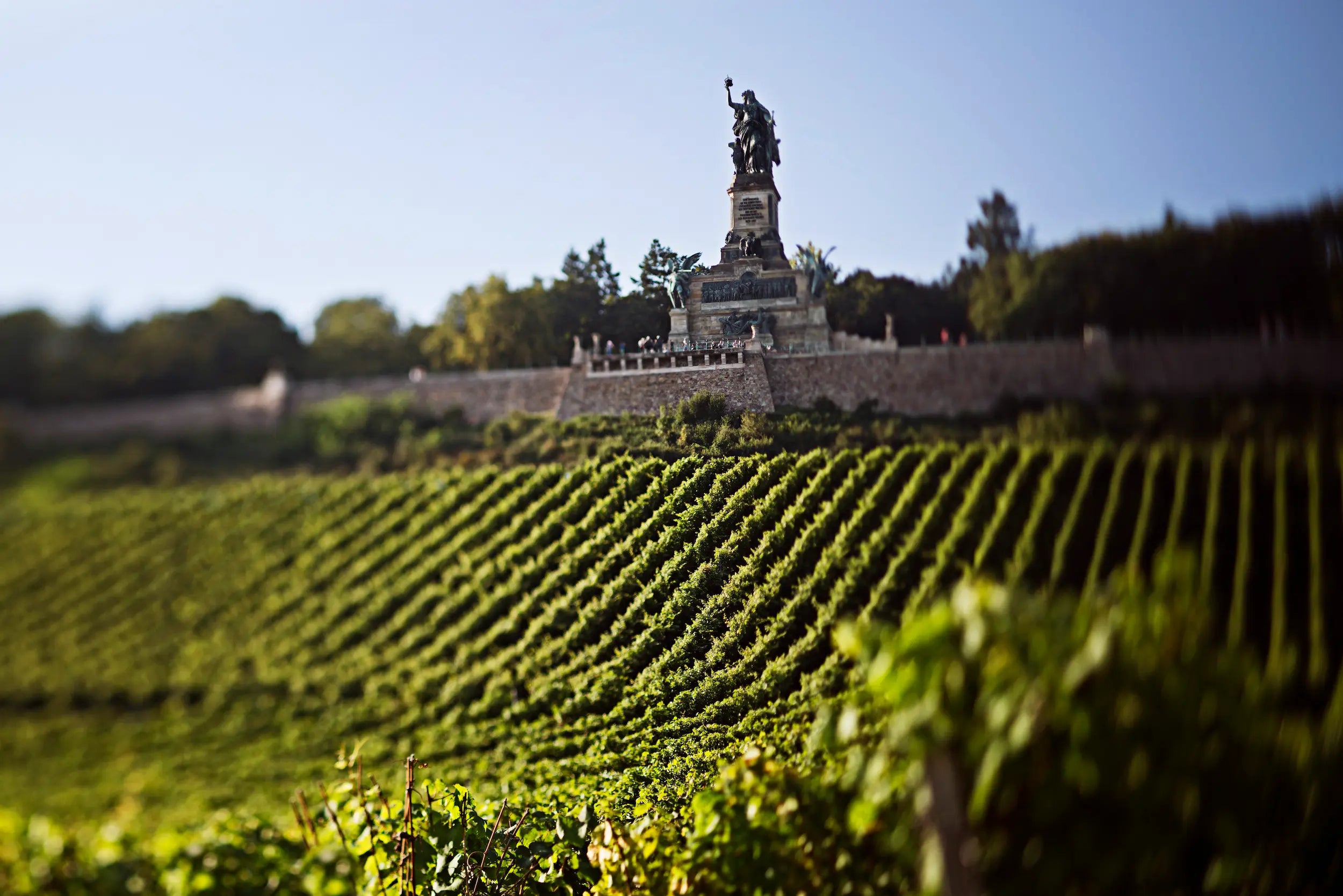 Blick auf's Niederwalddenkmal aus dem Tal im Rheingau mit Weinbergen davor.