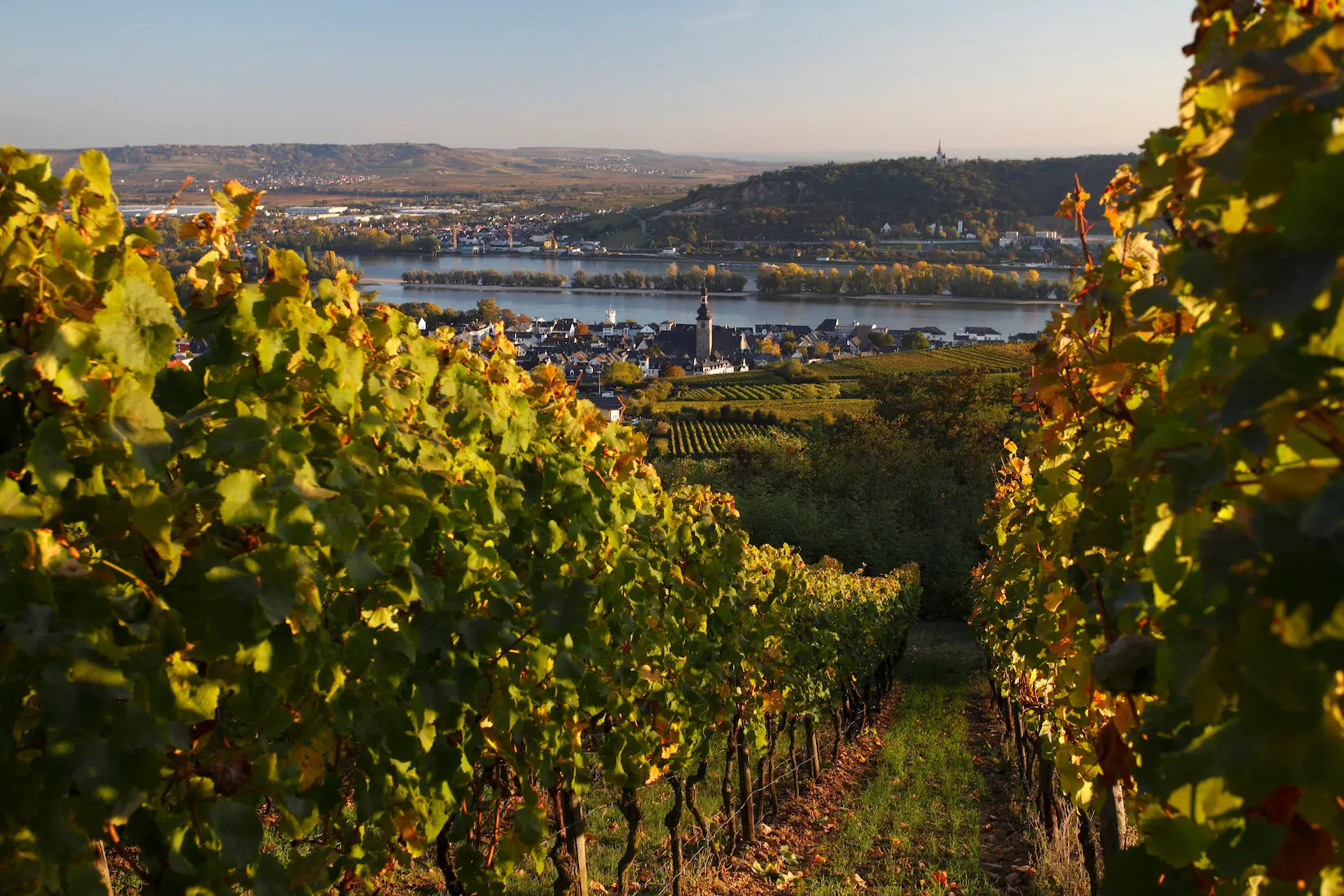 Weinberge im Rheingau mit dem Rhein im Hintergrund in Rüdesheim.