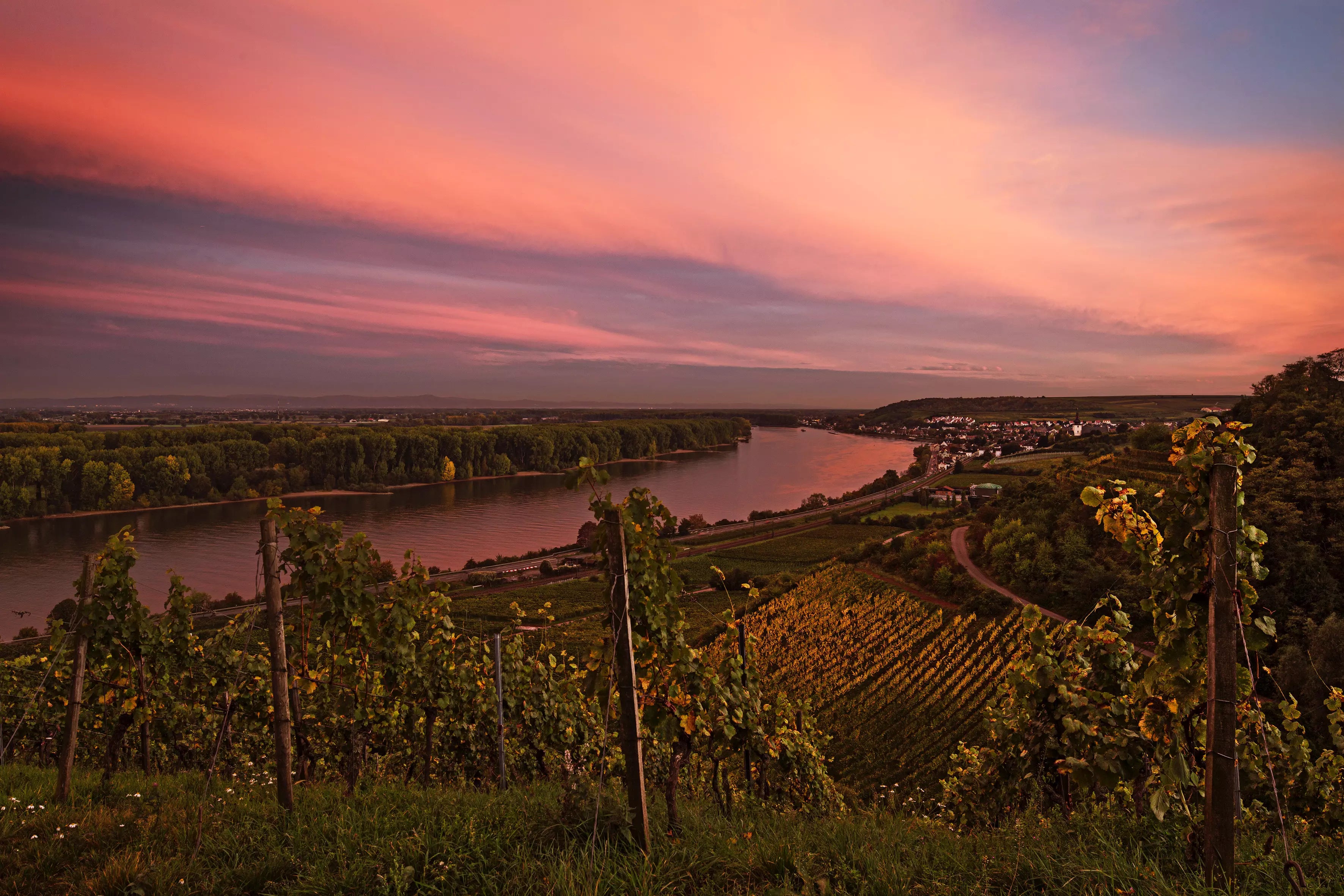 Sonnenuntergang im Rebberg in Rheinhessen mit Blick über die Weinberge und den Rhein.