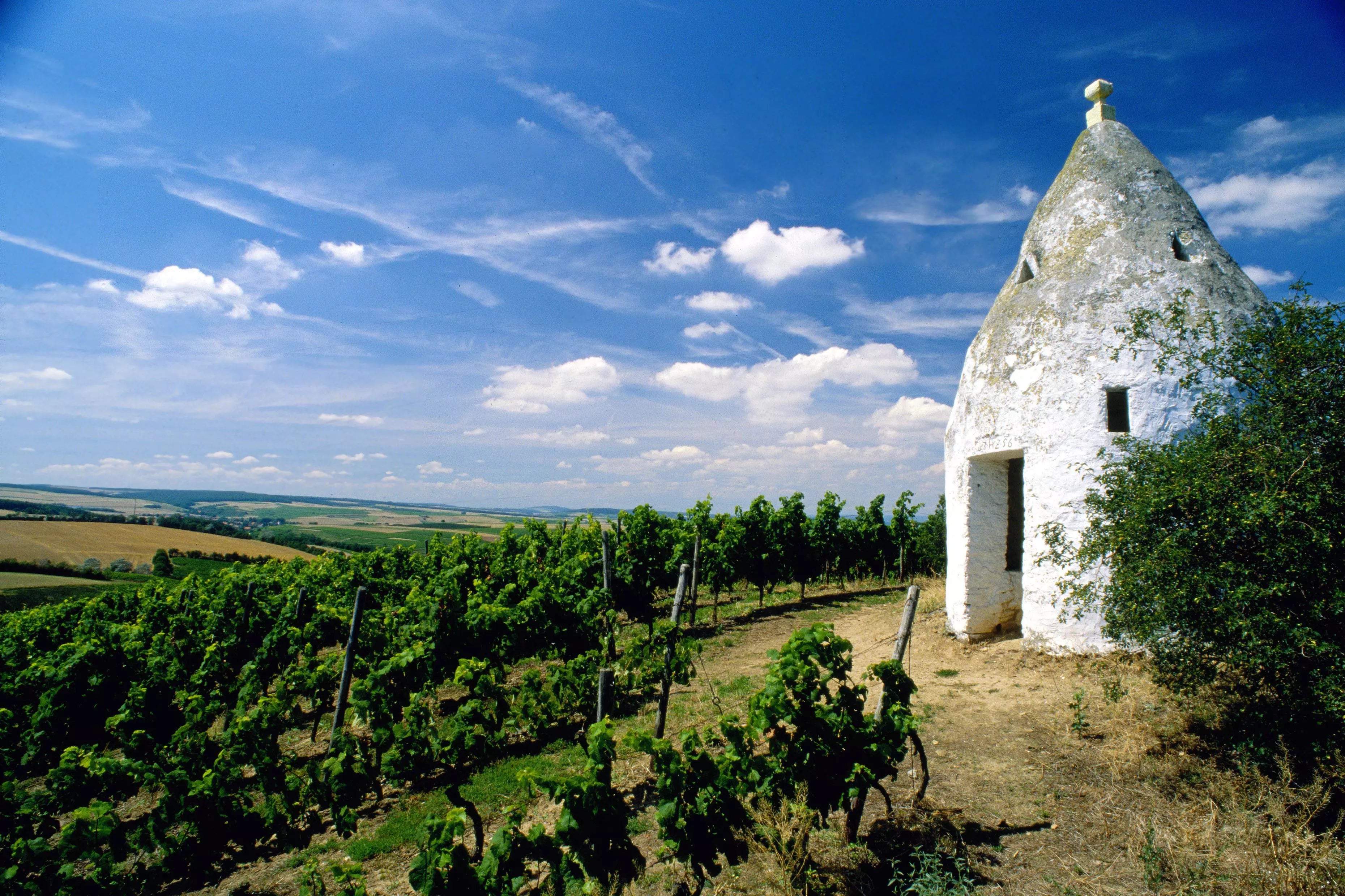 Weinbergshäuschen mit Rebbergen daneben in Rheinhessen.