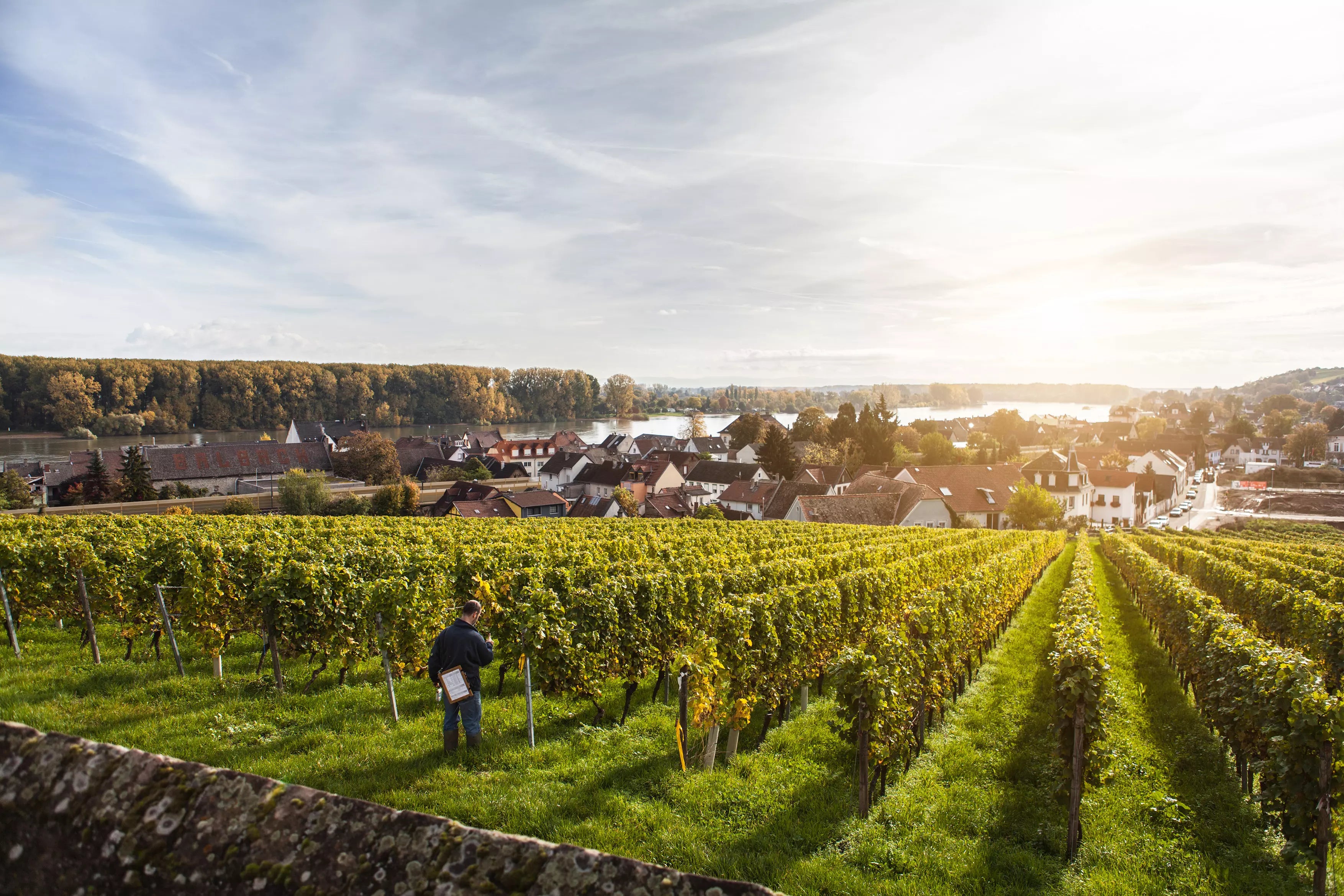 Rebberge in Rheinhessen mit Dorf und Fluss im Hintergrund.