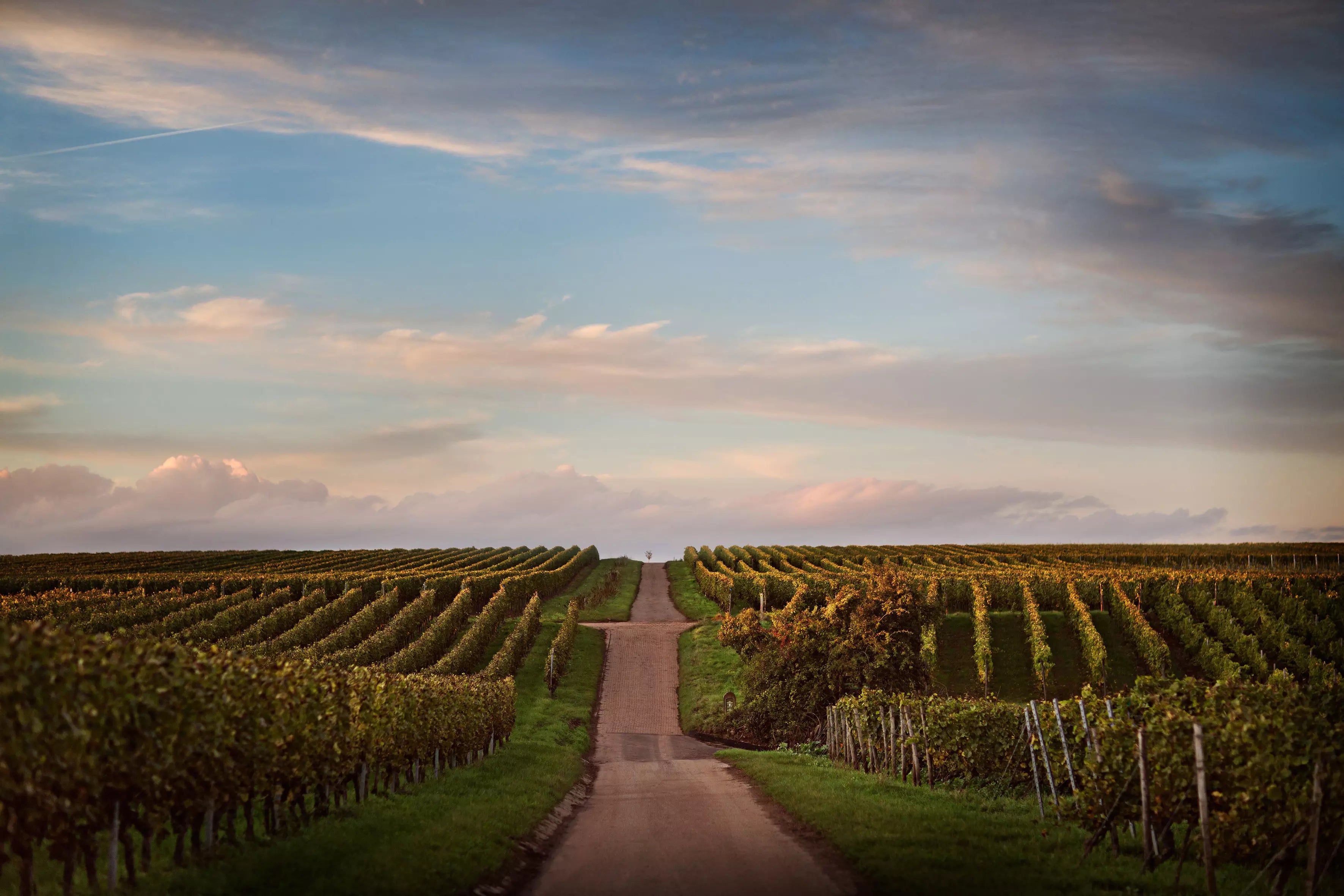 Strasse durch die Weinberge mit Reben links und rechts.