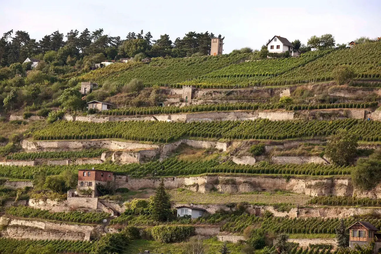 Panorama mit Rebbergen, angelegt als Terrassen mit Häusern darin im Anbaugebiet Saale-Unstrut.