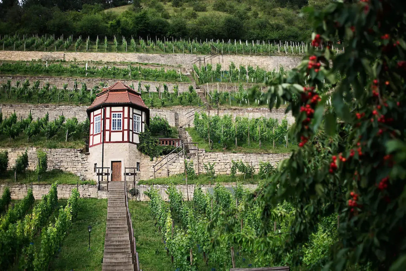 Blick auf ein Haus im Rebberg im Anbaugebiet Saale-Unstrut mit Treppe durch die Rebstöcke.