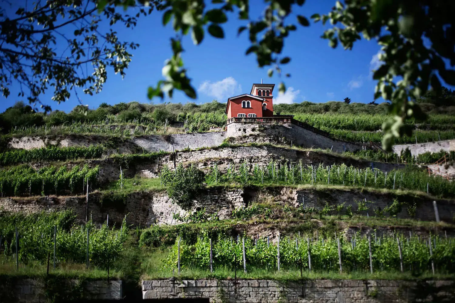 Kleines Schloss auf einem Felsen mit Rebberg-Terrassen darunter im Anbaugebiet Saale-Unstrut.