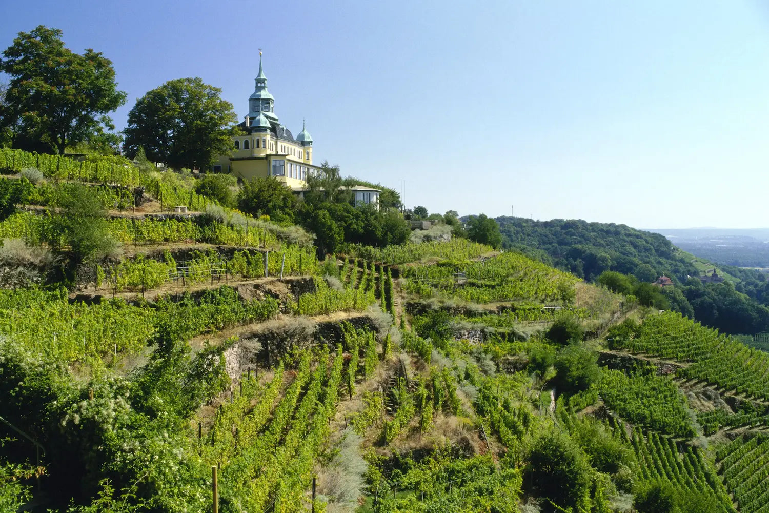 Panorama über Rebberg-Terrassen im Anbaugebiet Sachsen mit einem Schloss über den Rebbergen.