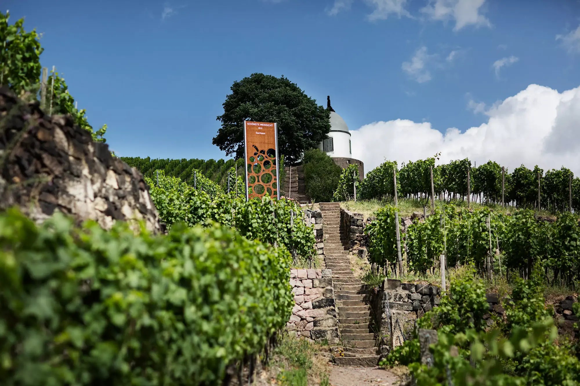 Treppe durch die Rebberge mit Steinmauern im Anbaugebiet Sachsen