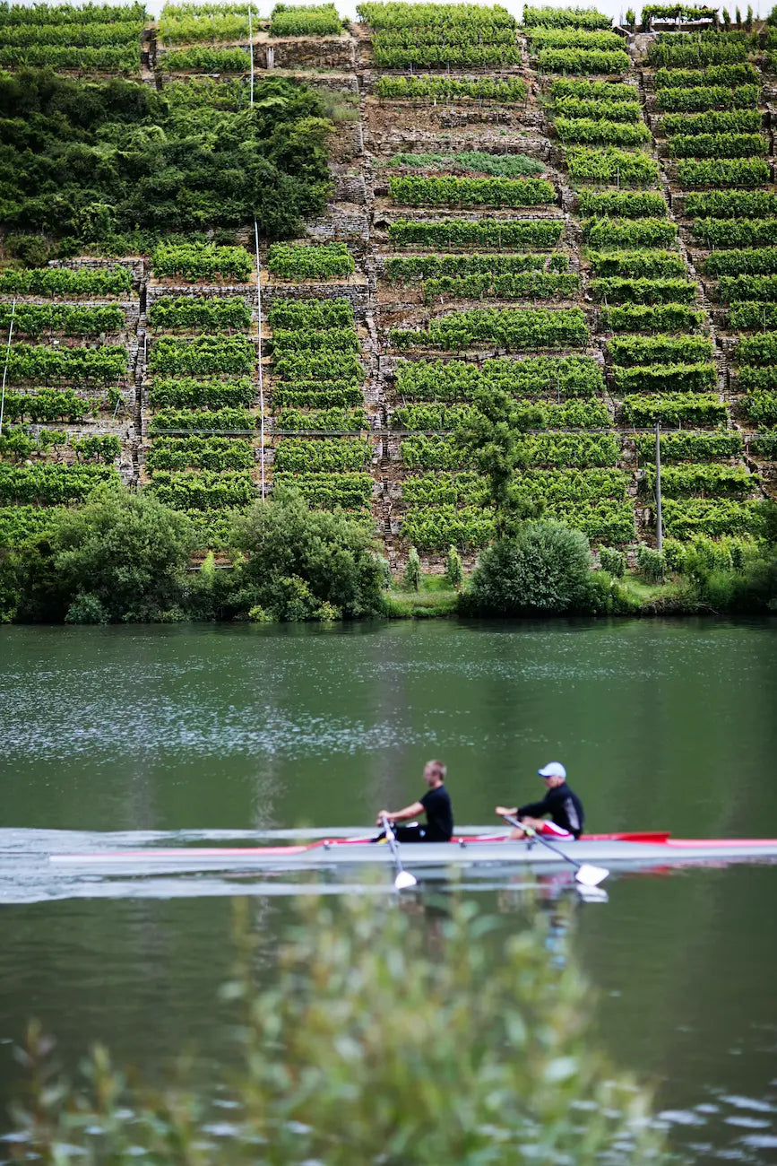 Steile Rebberg-Terrassen überhalb des Neckars im Anbaugebiet Württemberg bei Laufen, auf dem Fluss in Ruderboot mit 2 Personen.