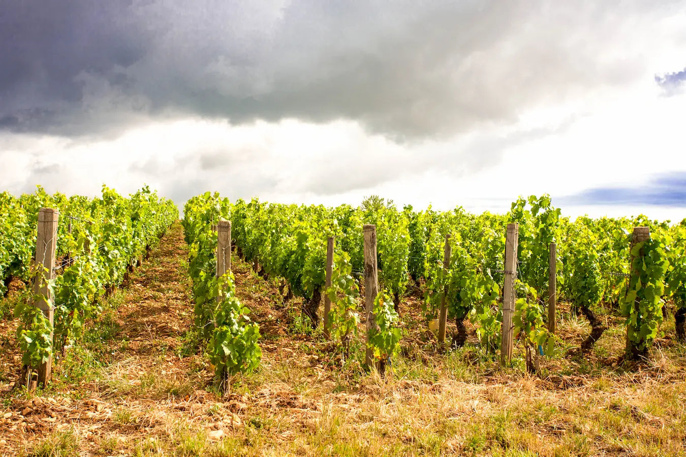 Biodynamisch bewirtschaftete Rebberge mit alten Reben im Burgund von der Domaine Rougeot.