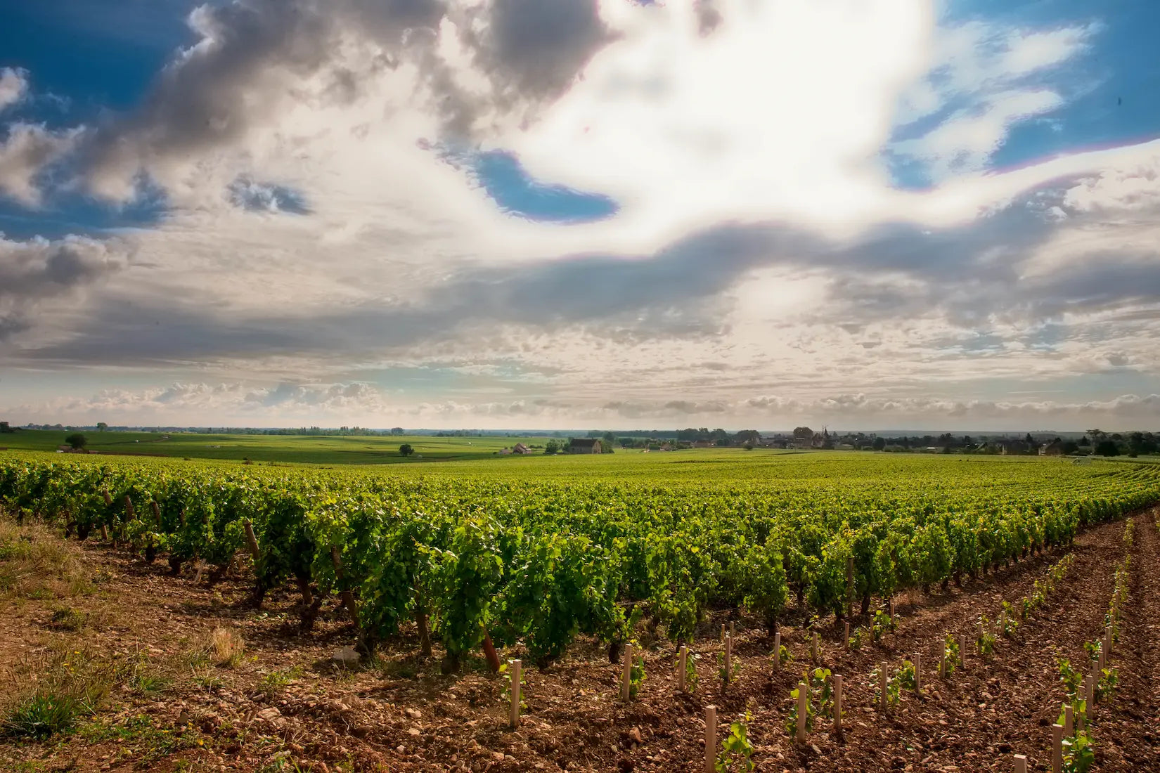 Panoramabild eines Rebbergs der Domaine Rougeot im Burgund, auf der rechten Seite ein kleiner Teil mit Neupflanungen.