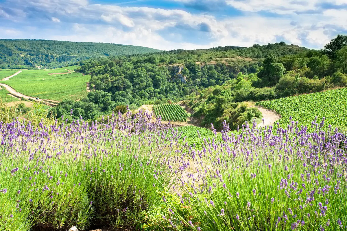 Rebberge mit Lavendel davor von der Domaine Rougeot im Burgund.