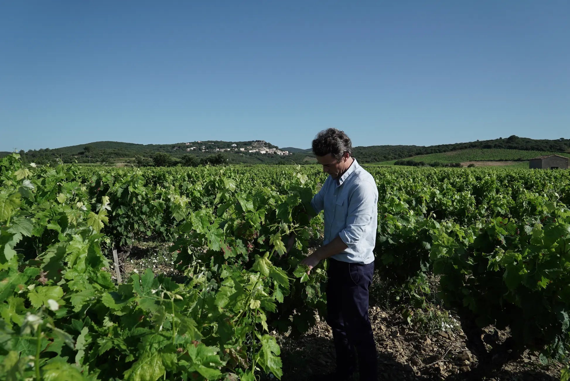 Olivier Coste bei der Arbeit in seinen Rebbergen von der Domaine Montrose.