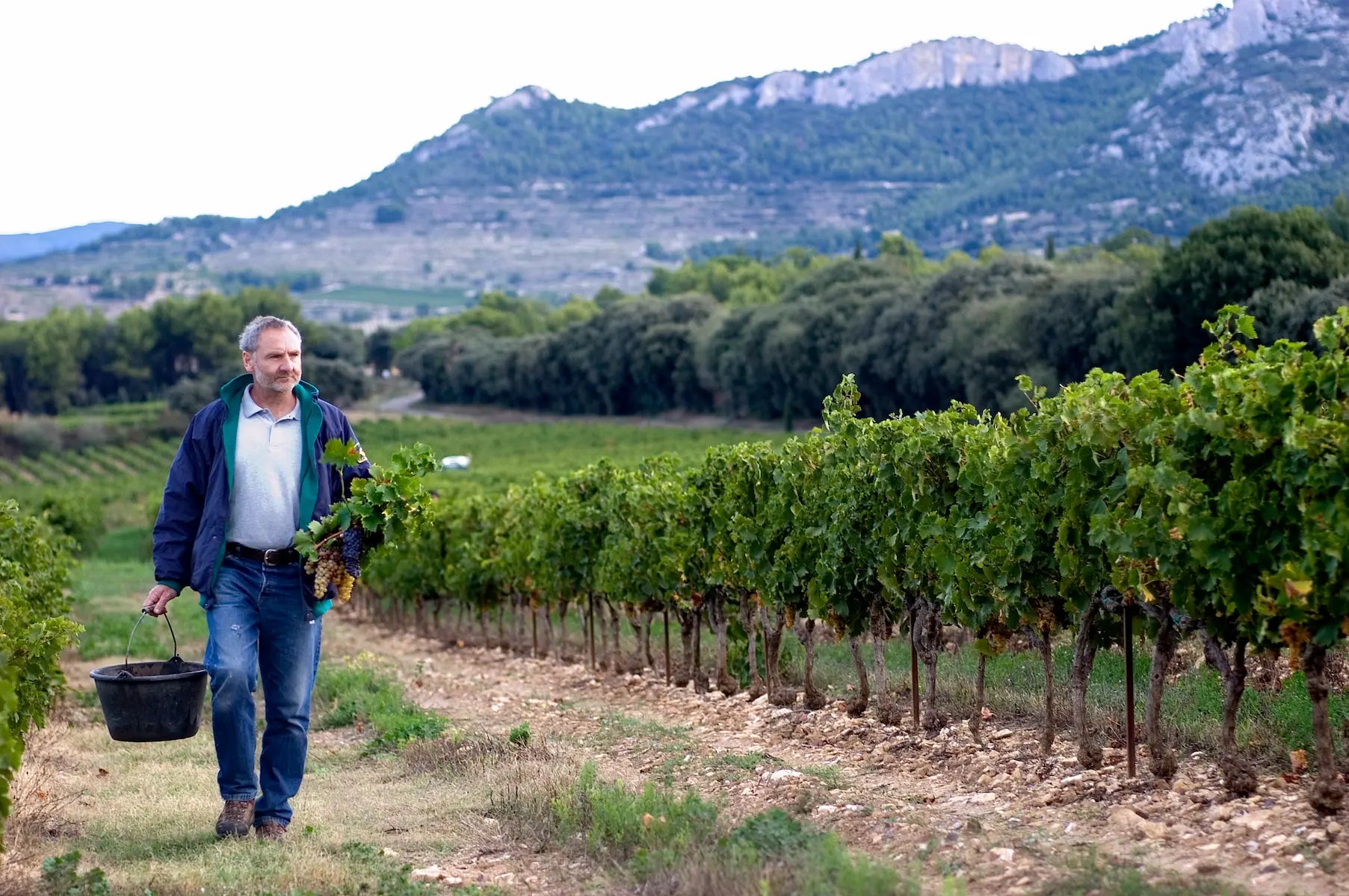 Arbeiten im Rebberg bei der Domaine des Bernardins in Beaumes de Venise.