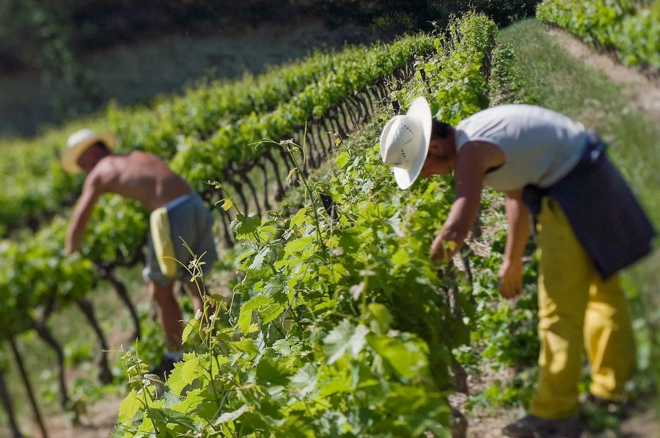 Traubenernte bei der Domaine des Bernardins im Côtes du Rhône.