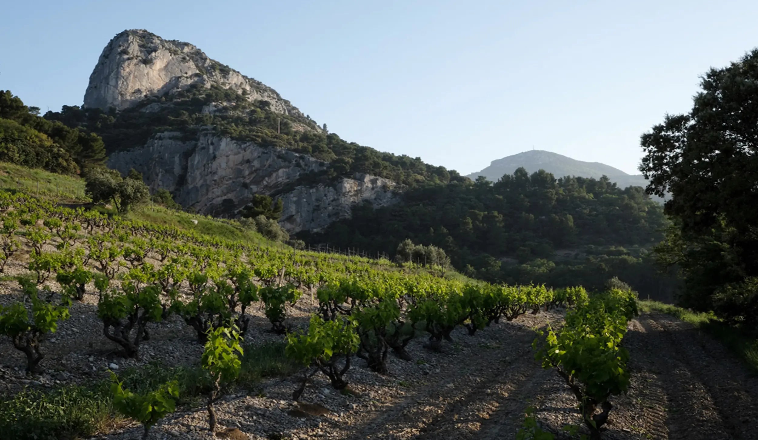 Alte Rebstöcke der Domaine Martinelle in Gigondas mit Felsen im Hintergrund.