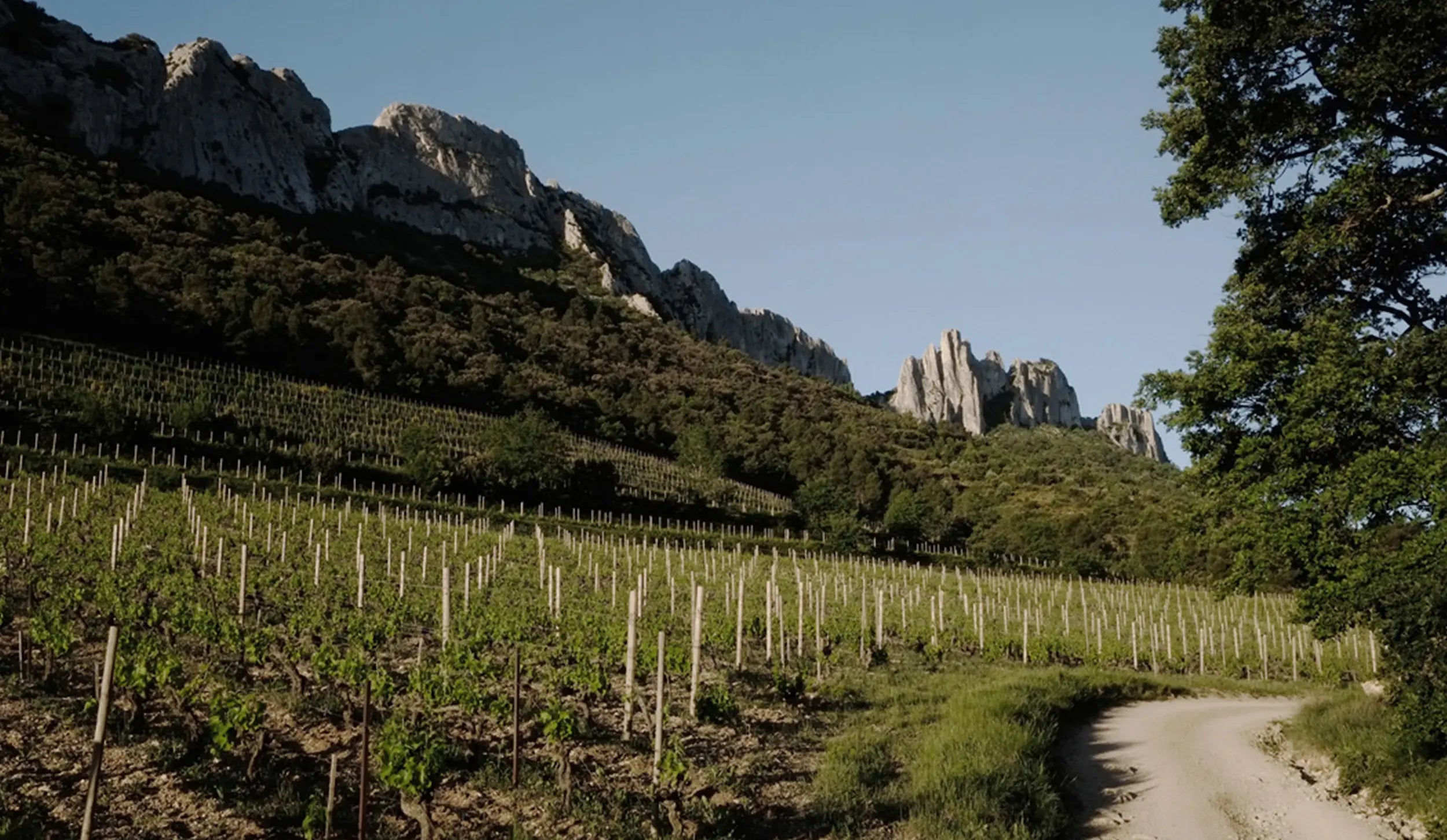 Blick über die Rebberge der Domaine La Bouissière mit den Dentelles de Montmirail im Hintergrund.