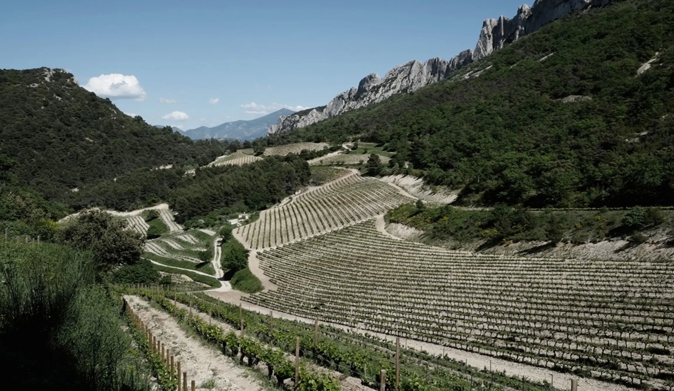 Rebberge in Gigondas der Domaine La Bouissière mitten in den Dentelles de Montmirail.