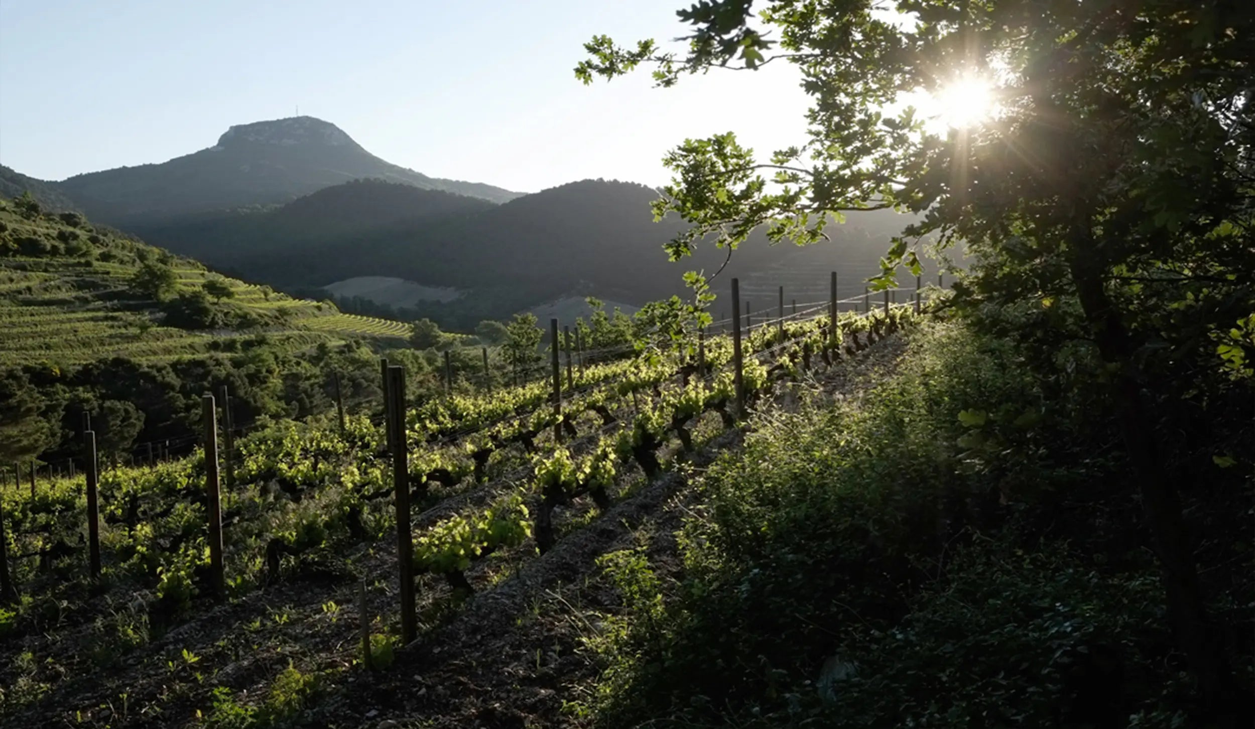 Rebberge im Sommer in Gigondas der Domaine La Bouissière in Gigondas.