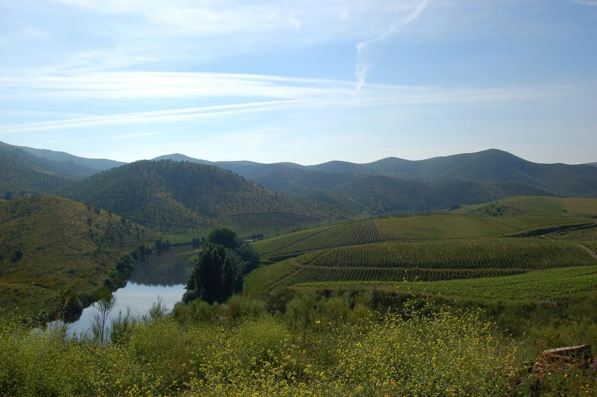 Landschaft mit Weinbergen im Douro-Tal mit dem Fluss und Bergen im Hintergrund.