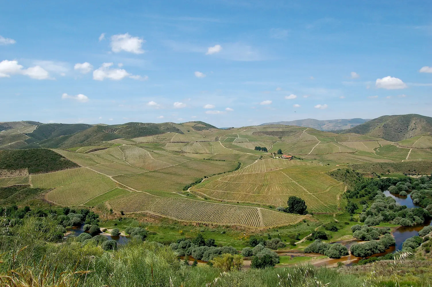 Panorama-Aufnahme von Weinbergen im Douro-Tal in Portugal.