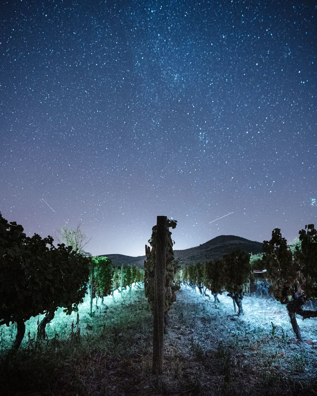 Rebberge bei Nacht mit Sternenhimmel im Douro-Tal in Portugal.