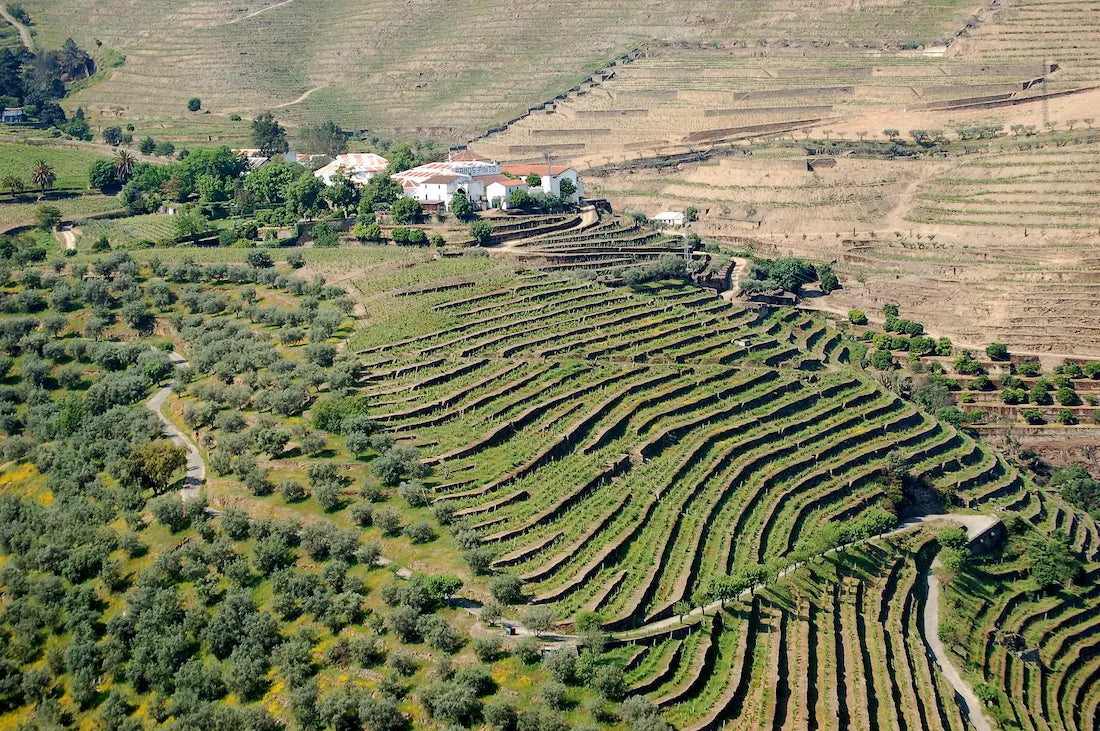 Steillagen im Douro-Tal in Portugal mit vielen terrassierten Rebbergen.