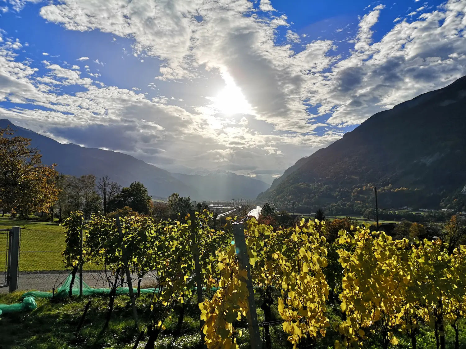 Rebberge in der Bündner Herrschaft in Graubünden mit bewölktem Himmel.