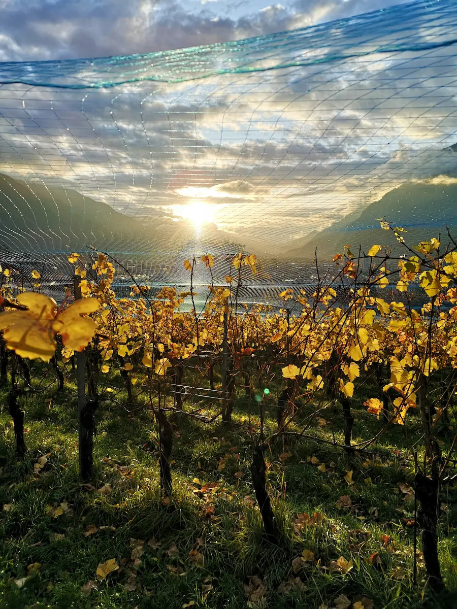 Sonnenuntergang in den Rebbergen im Herbst mit eiinem Netzt darüber, das vor Vögeln schützt.