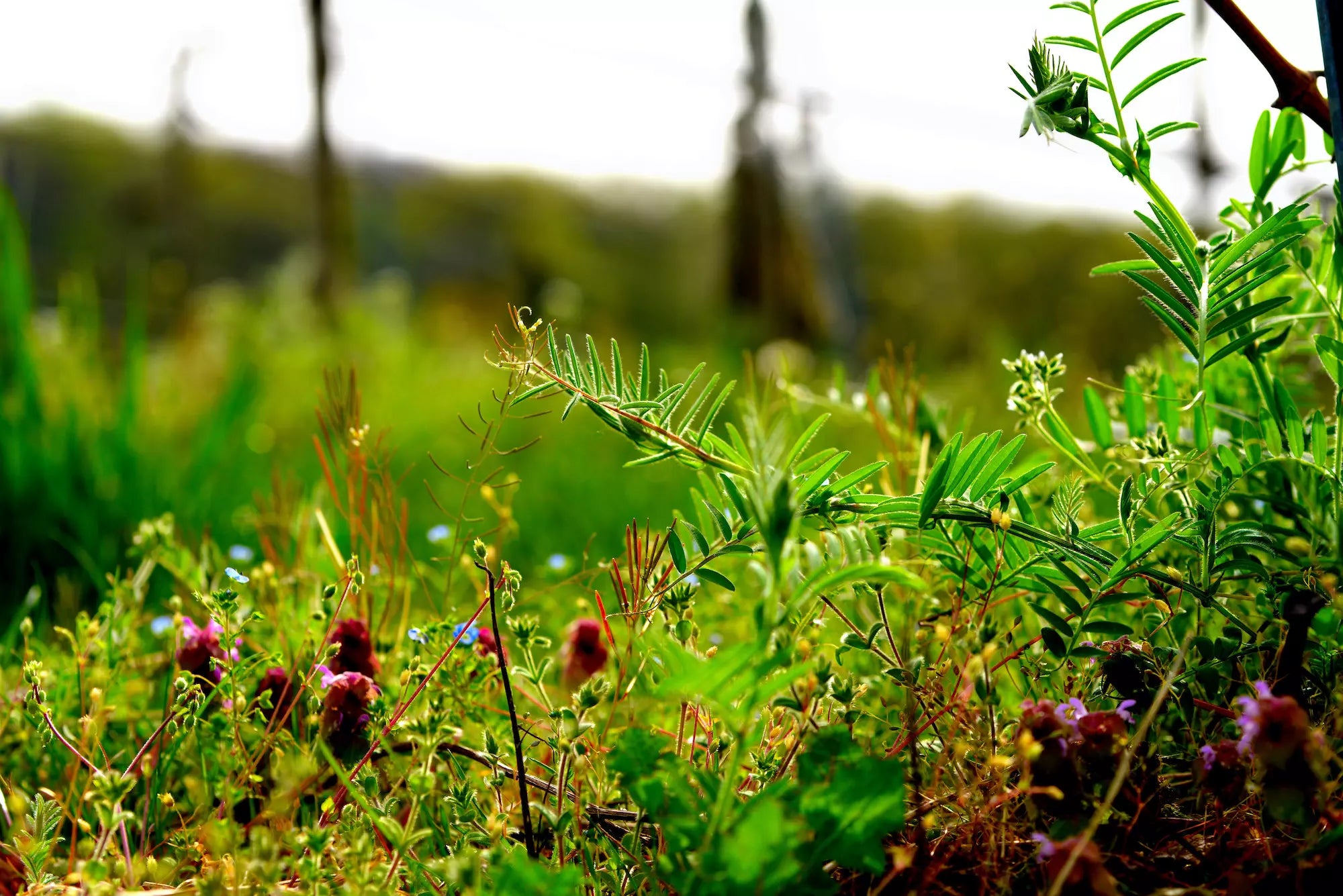 Aufnahme von Wildkräutern und Blumen im Rebberg beim Weingut Heitlinger, das grossen Wert auf Biodynamie legt.