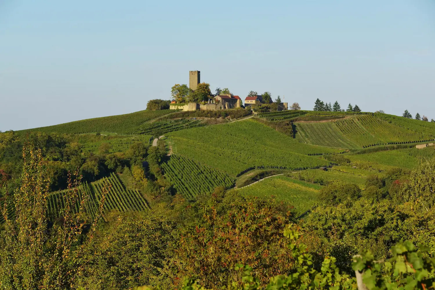 Blick auf die Weinburg Burg Ravensburg mit Weinbergen davor bei schönem Wetter.