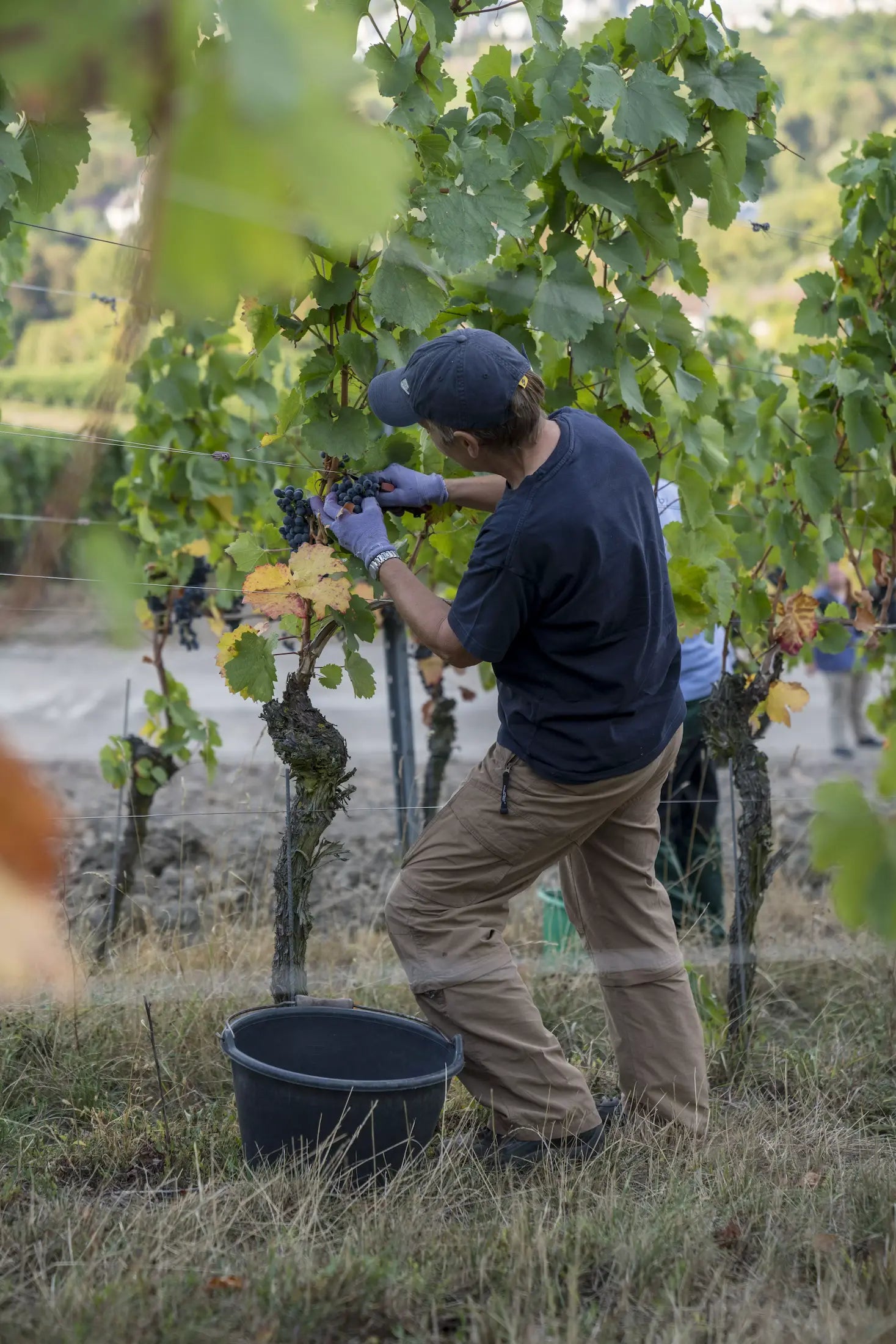 Mitarbeiter im Weinberg bei der Ernte von Rotweintrauben beim Weingut Drautz-Able in Heilbronn.
