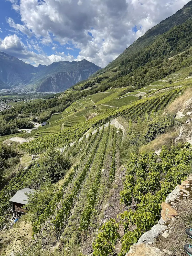 Panorama mit den Rebbergen vom Mon Jardin Secret von Caroline Frey und der Domaine Caroline Frey.