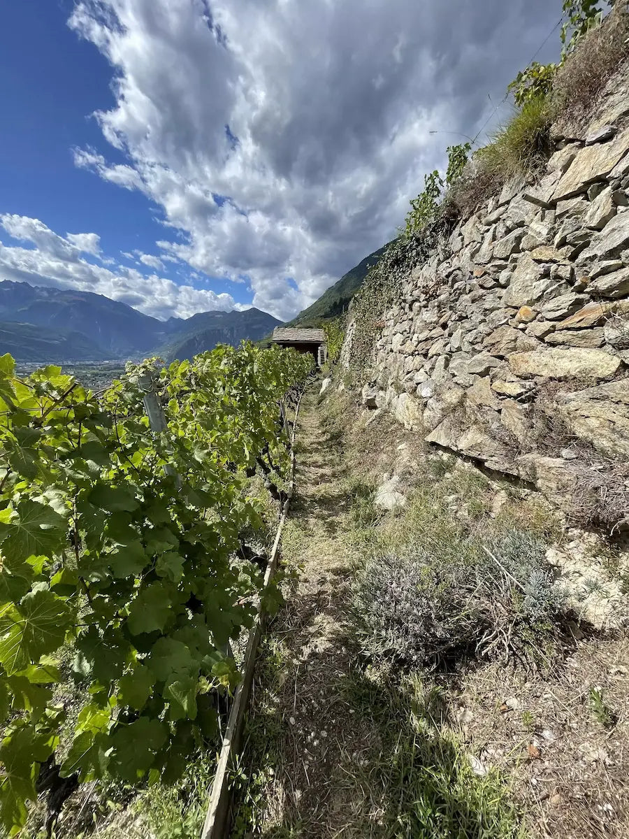 Alte traditionelle Steinmauer im Rebberg Mon Jardin Secret von Caroline Frey.