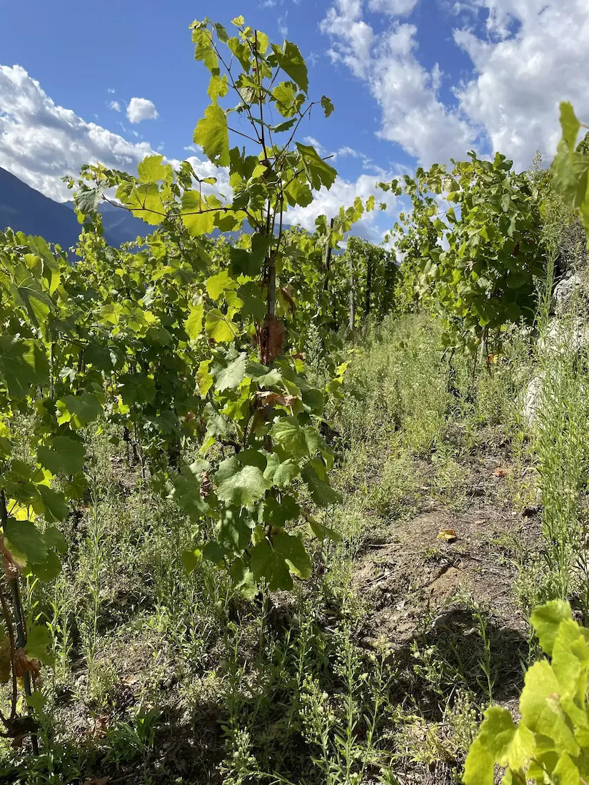 Alte Rebstöcke in der Parzelle Mon Jardin Secret von Caroline Frey im Wallis.