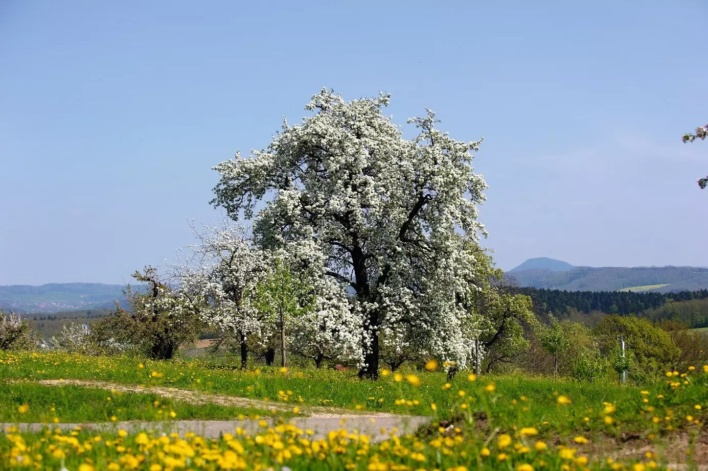 Blühender Hochstamm-Obstbaum auf einer Wiese auf der Schwäbischen Alb, der Heimat von der Manufaktur Jörg Geiger.