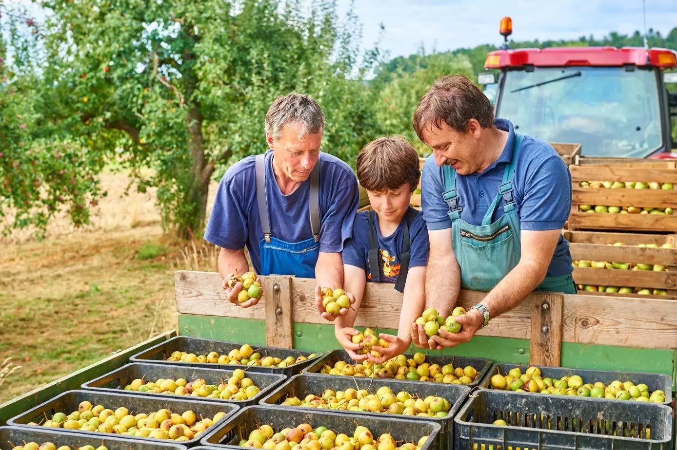 Obst in Kisten bei der Ernte der Manufaktur Jörg Geiger auf der Schwäbischen Alb.