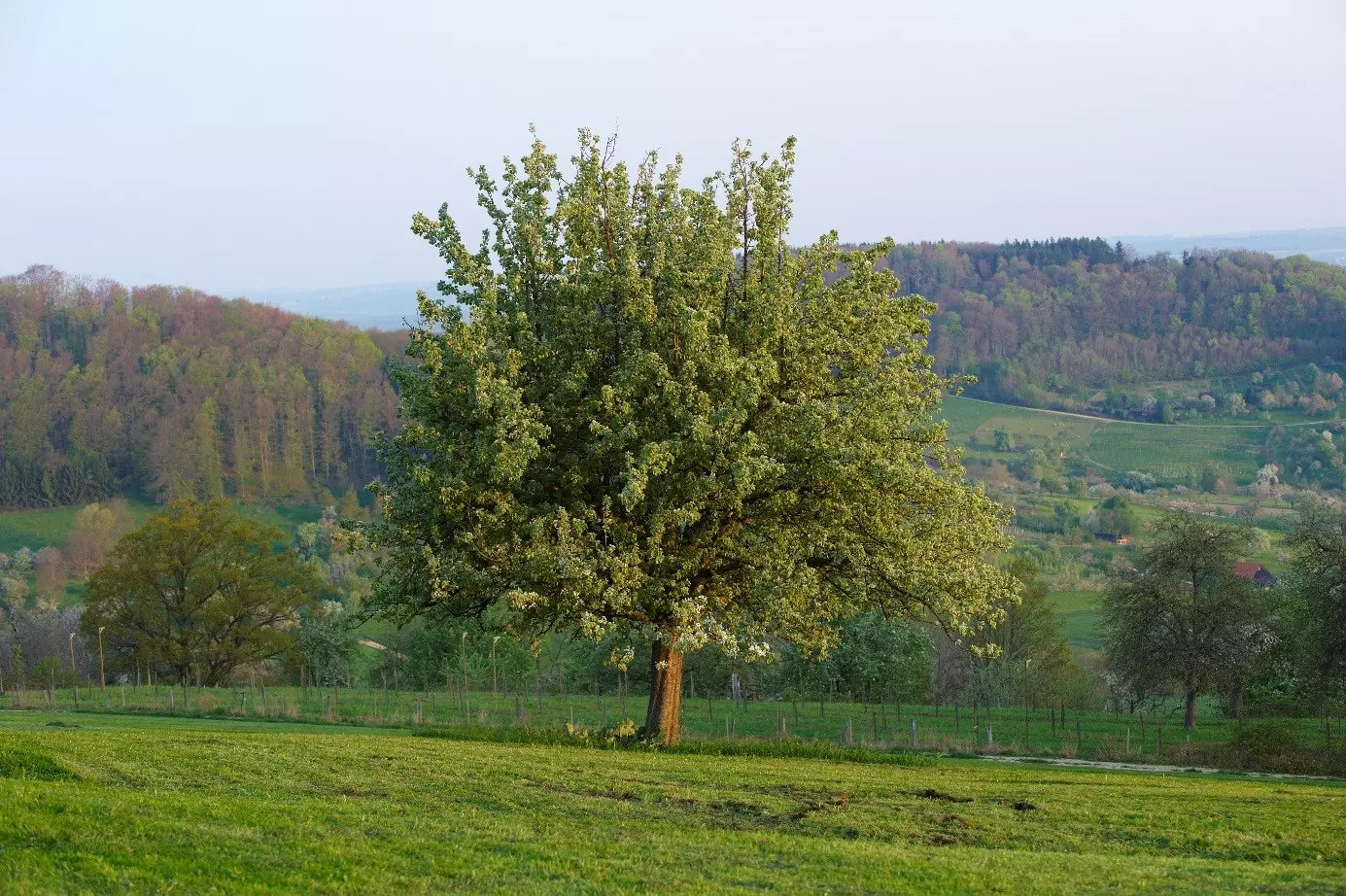Obstbaum der Manufaktur Jörg Geiger auf der Schwäbischen Alb mit Wald und Wiesen im Hintergrund.