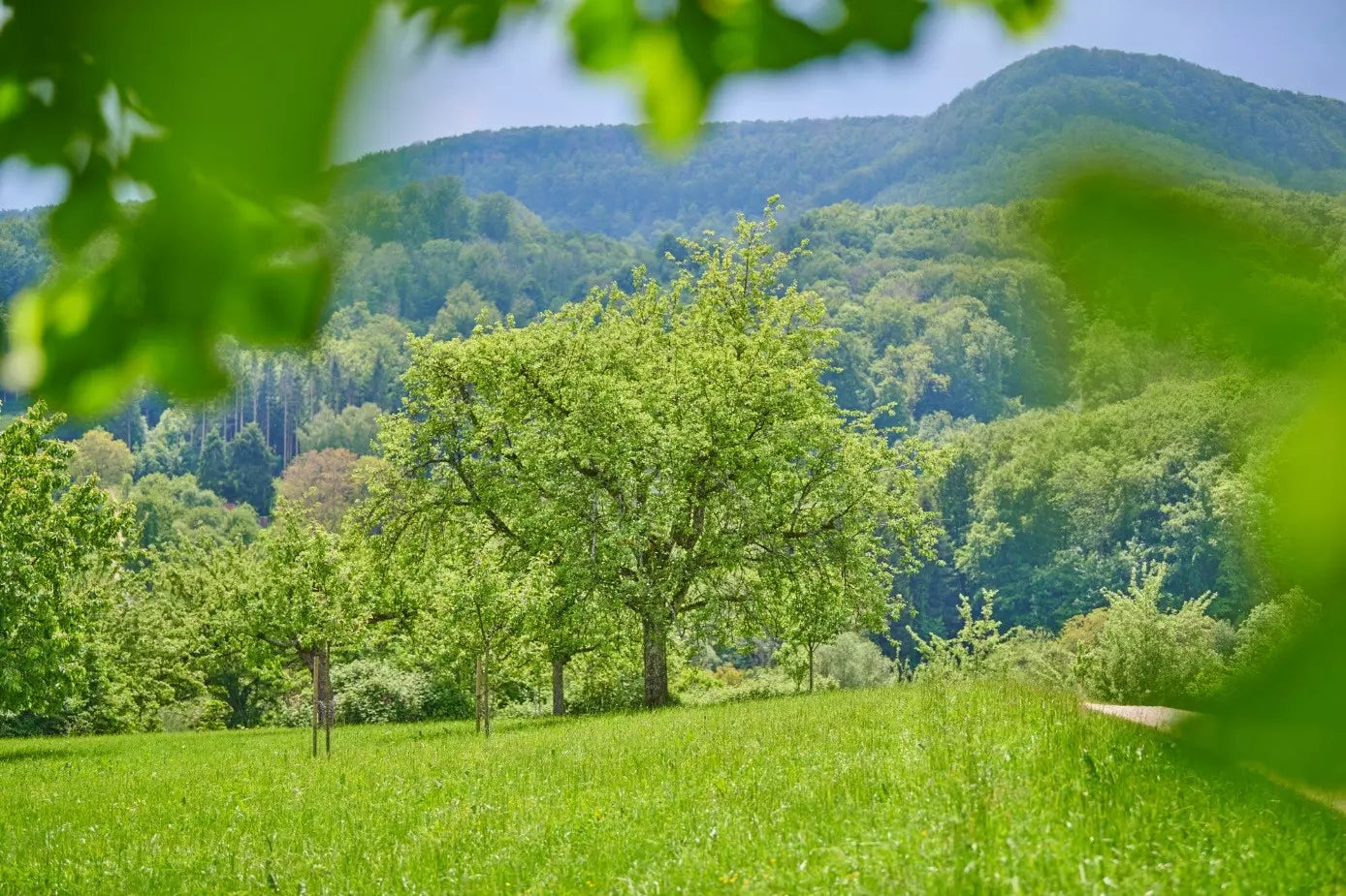 Obstwiese der Manufaktur Jörg Geiger auf der Schwäbischen Alb mit bewaldeten Bergen im Hintergrund.