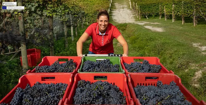 Sara Vezza mit geernteten Trauben in den Rebbergen von Josetta Saffirio im Piemont.