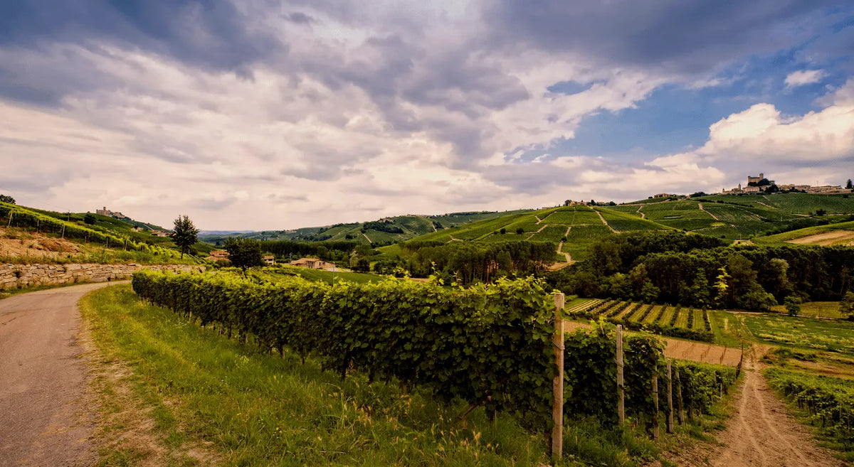 Hügellandschaft im Barolo-Gebiet im Piemont beim Weingut Josetta Saffirio.