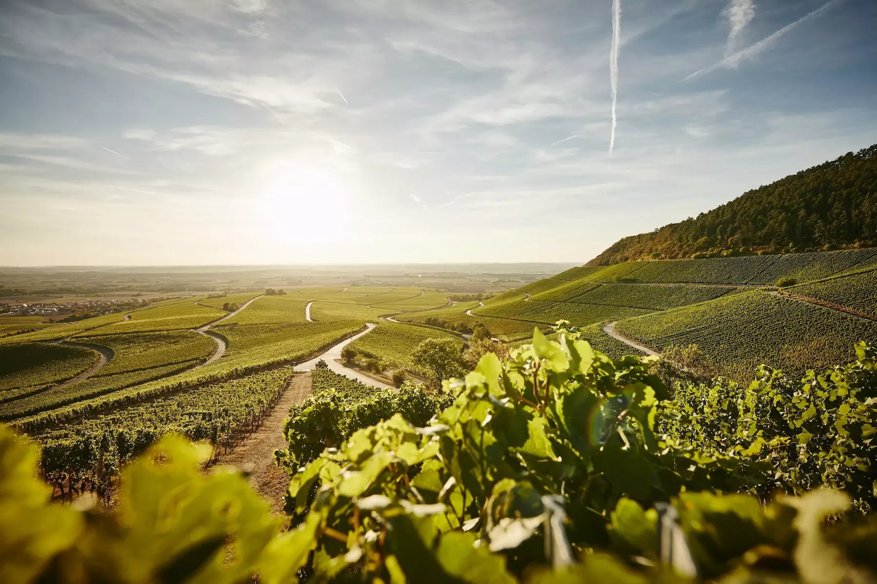 Rebberge vom Weingut Hans Wirsching in der Einzellage Weingut Hans Wirsching in Franken.