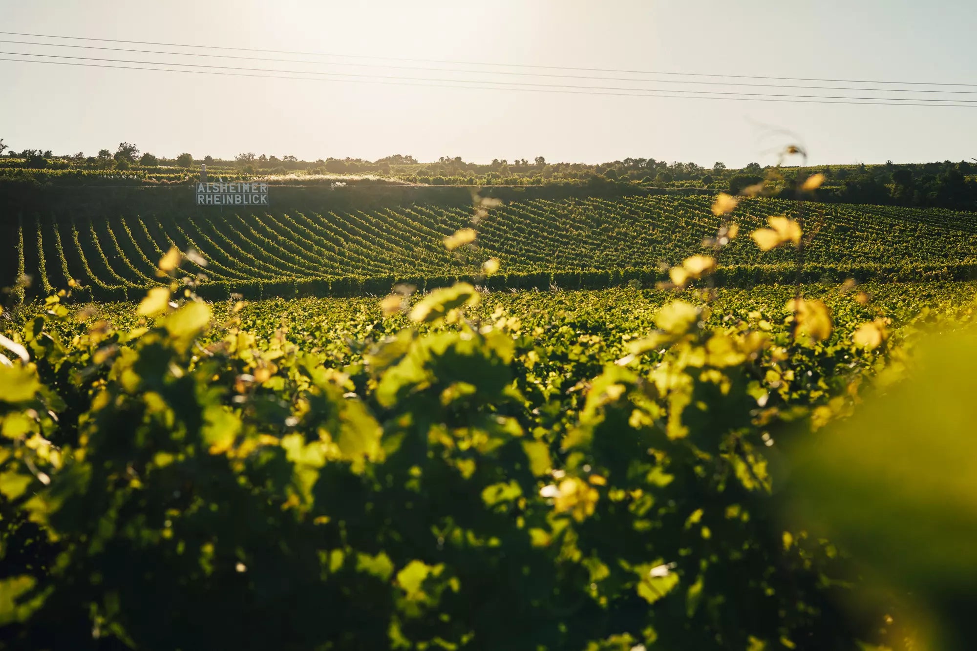Blick über die Rebberge bei Juwel Weine Juliane Eller auf die Einzellage Alsheimer Rheinblick in Rheinhessen.