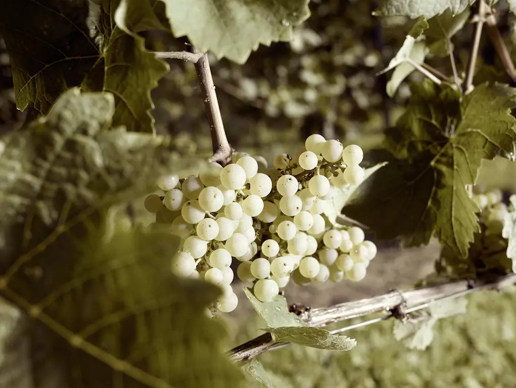Trauben vor der Ernte bei Juwel Weine Juliane Eller.