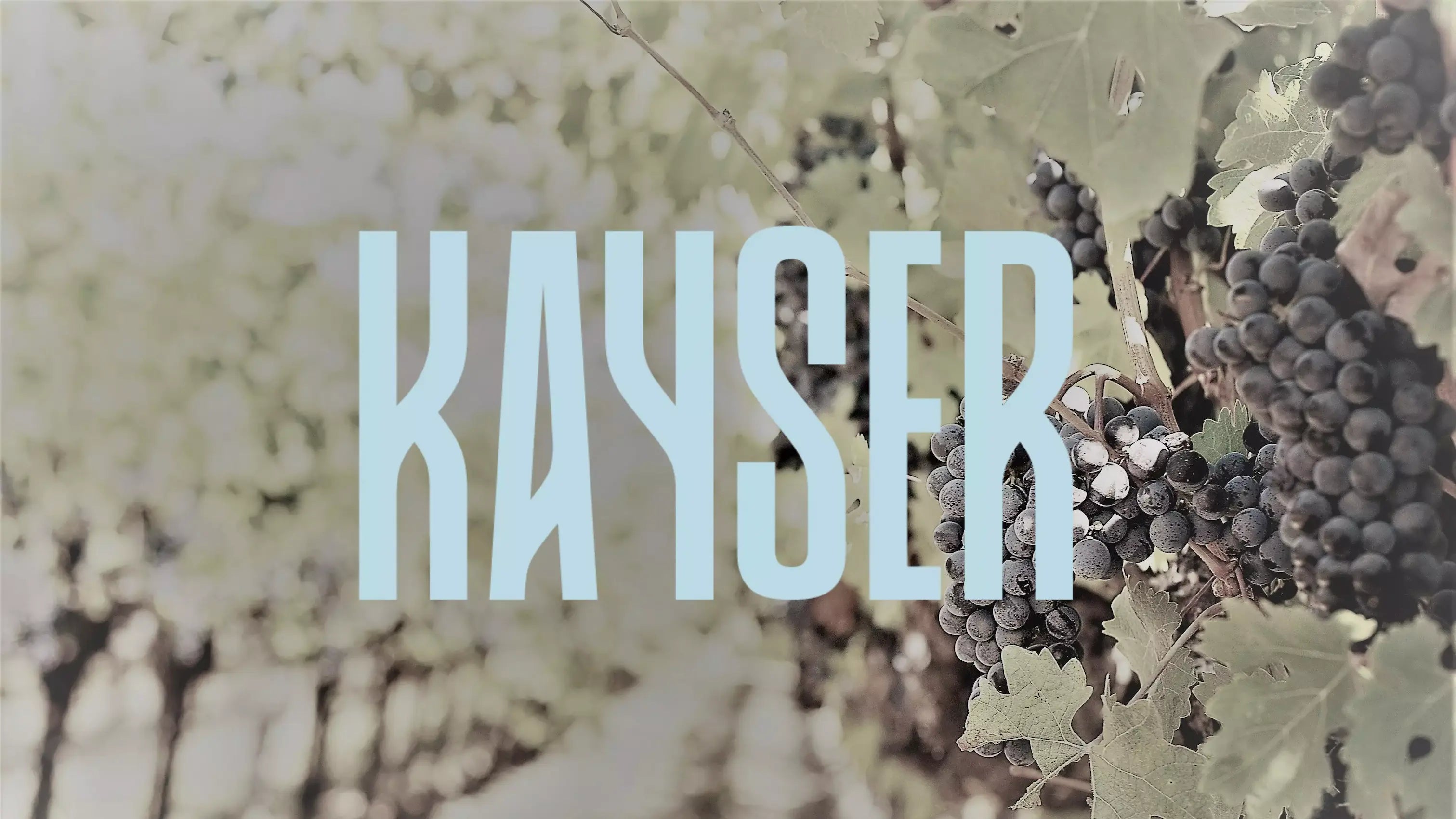 Logo von Kayser Wein & Sekt, im Hintergrund Rebzeilen mit reifen Trauben.