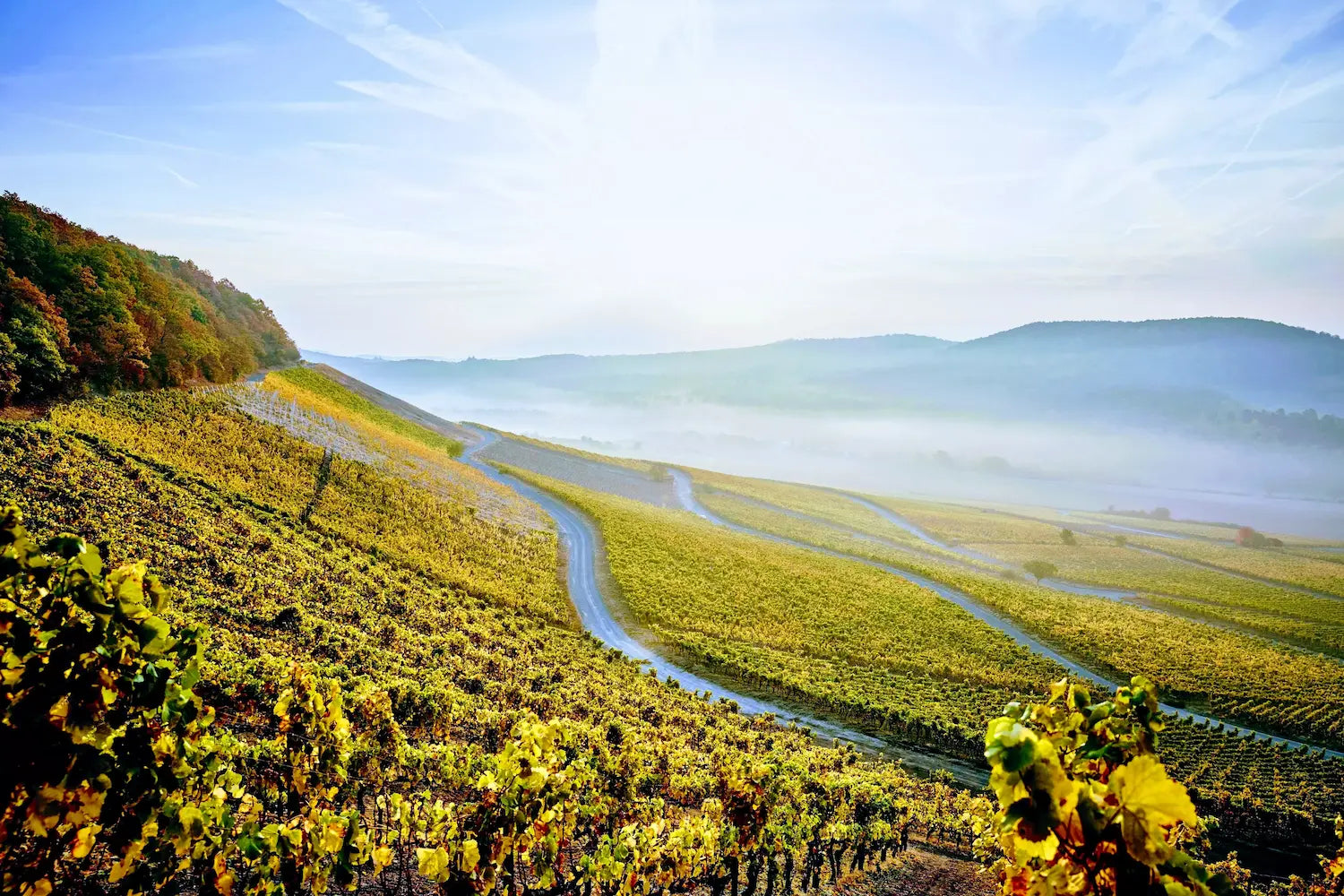 Iphöfer Kronsberg mit Weinbergen des Weingut Hans Wirsching in Iphöfen in Franken.