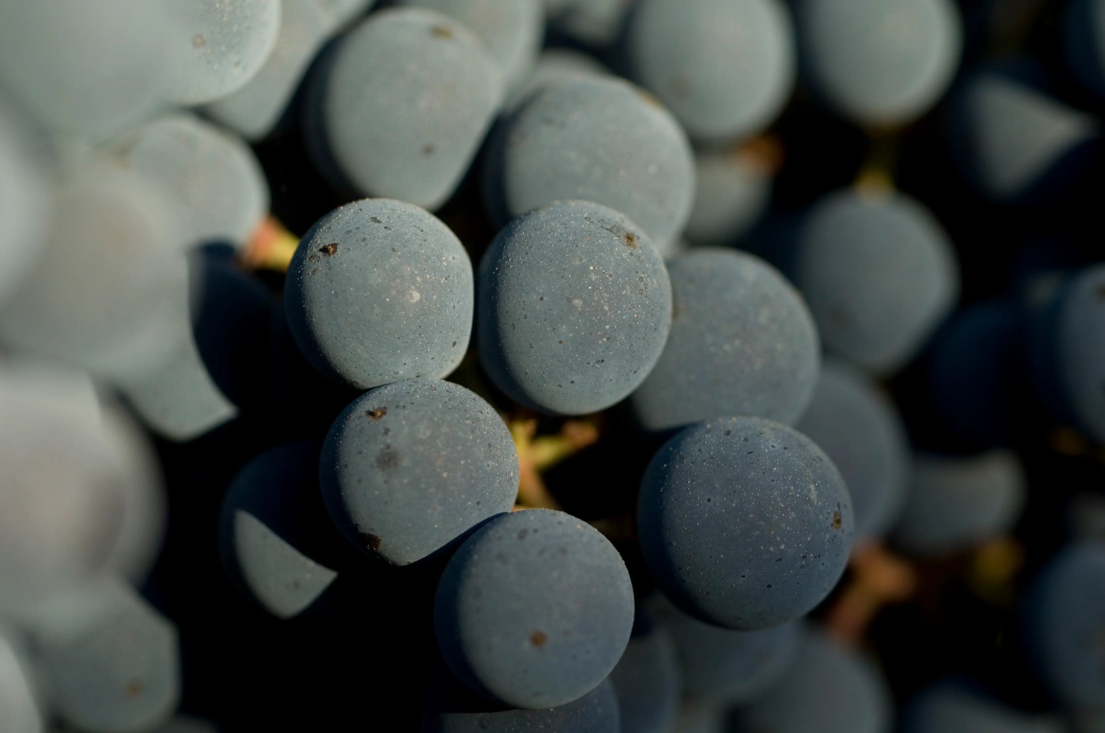 Rotwein-Trauben am Rebstock auf La Mondotte.