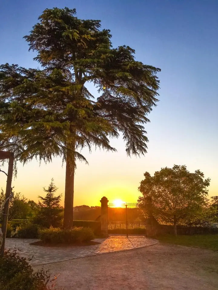Eingangstor von La Mondotte in Bordeaux mit einem grossen Baum und dem Sonnenuntergang im Hintergrund.