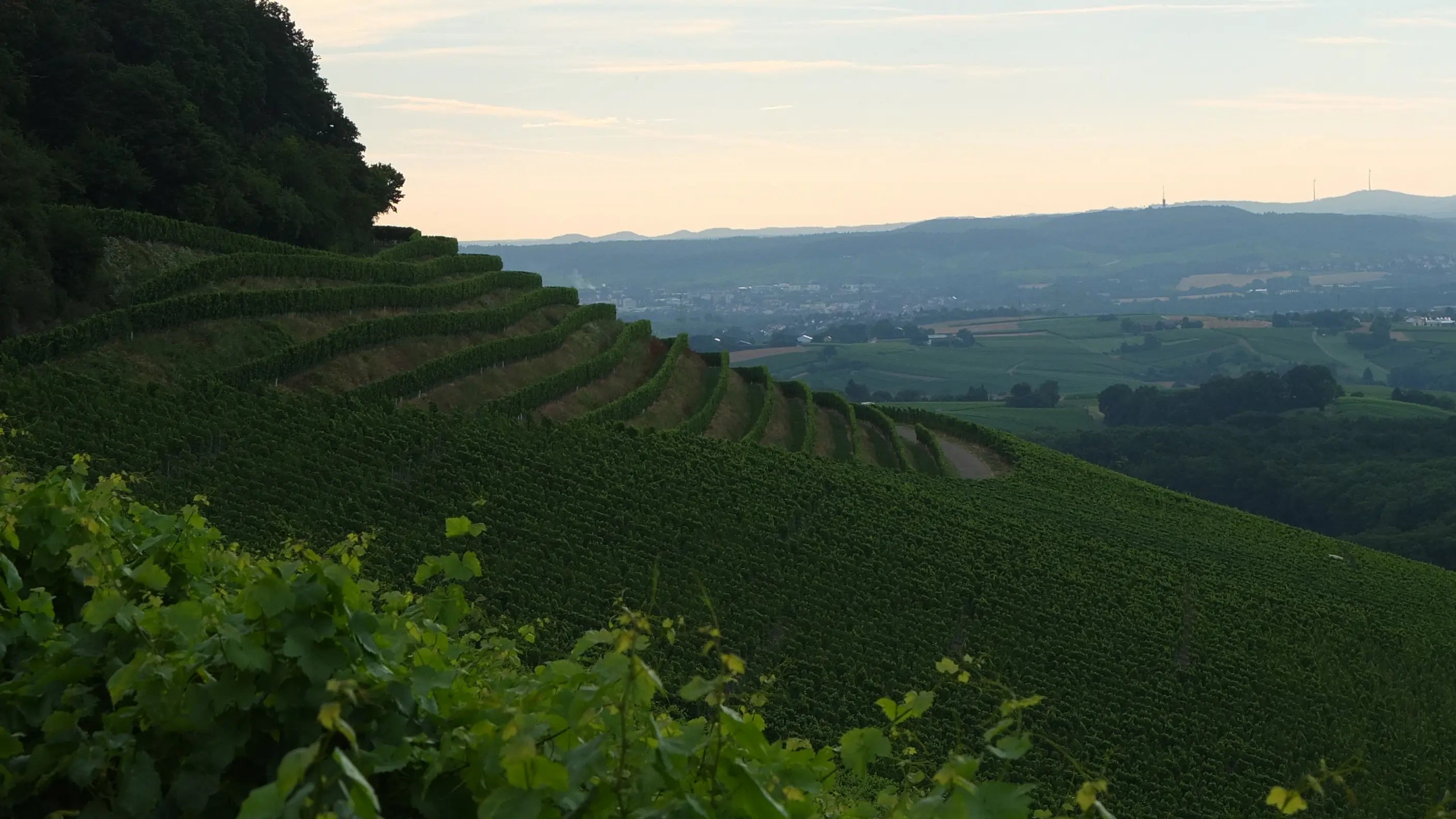 Einzellage Schwaigerner Ruthe vom Weingut Graf Neipperg in Württemberg.