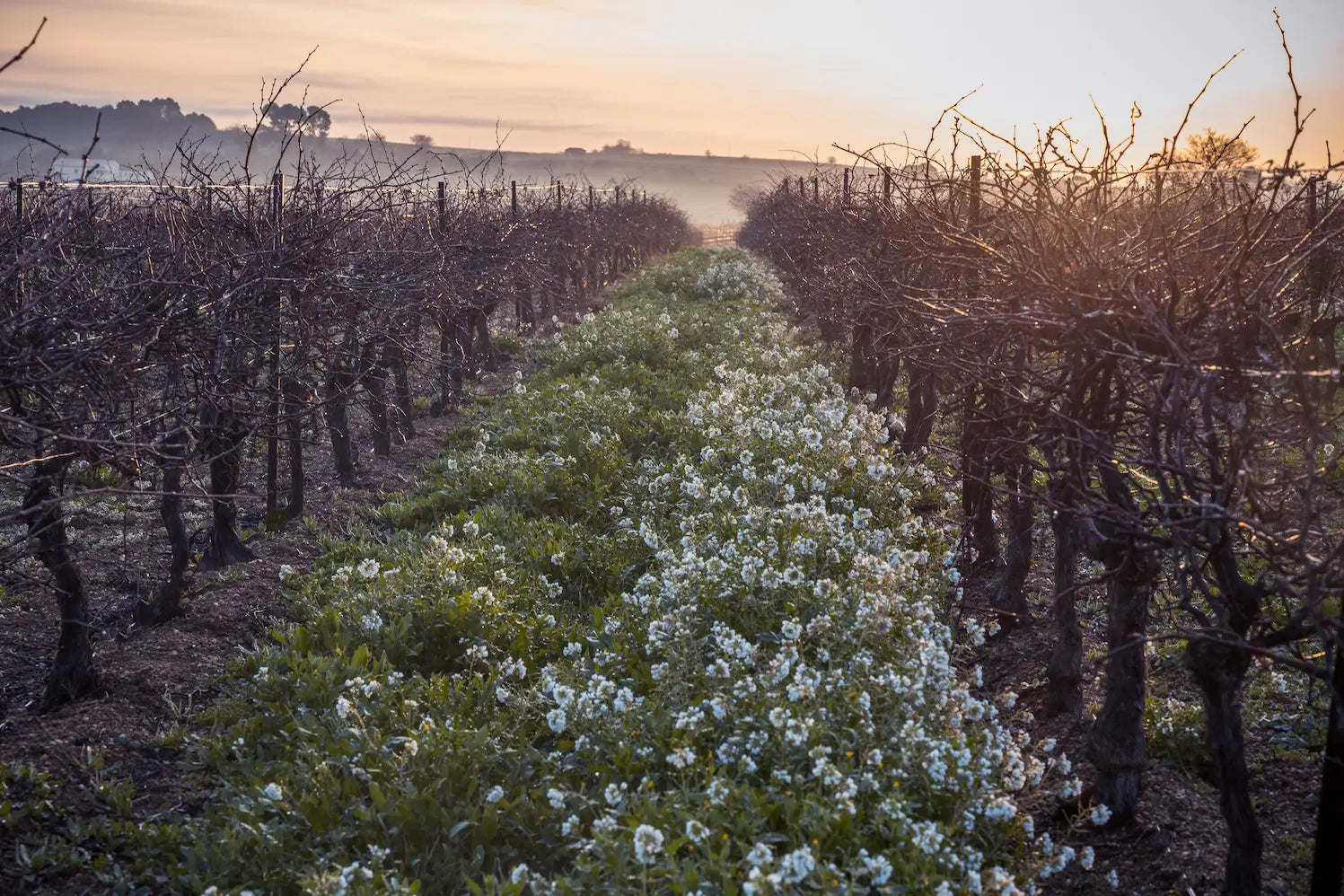 Reben im späten Winter mit ersten Wildblumen zwischen den Rebzeilen im Languedoc.